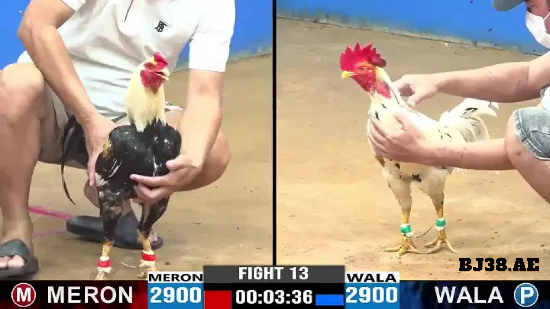 TIN TỨC ĐÁ GÀ THOMO BỒ GÀ TONHON MỚI NHẤT || BJ99