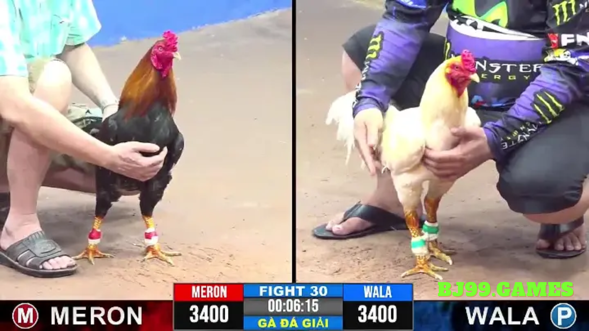 TIN TỨC ĐÁ GÀ THOMO BỒ GÀ TONHON MỚI NHẤT || BJ99