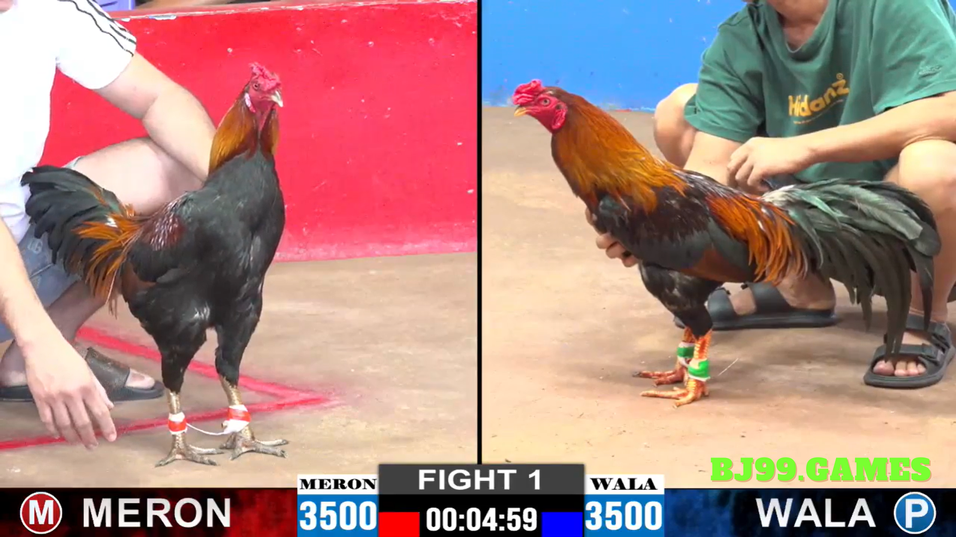 TIN TỨC ĐÁ GÀ THOMO BỒ GÀ TONHON MỚI NHẤT || BJ99