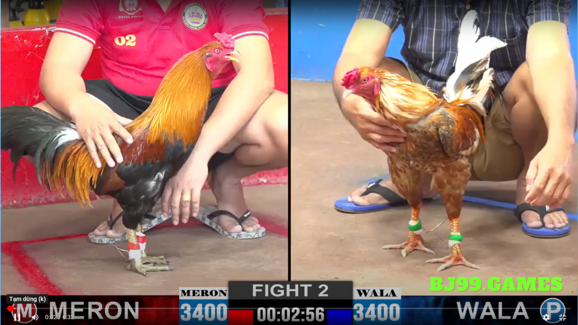 TIN TỨC ĐÁ GÀ THOMO BỒ GÀ TONHON MỚI NHẤT || BJ99