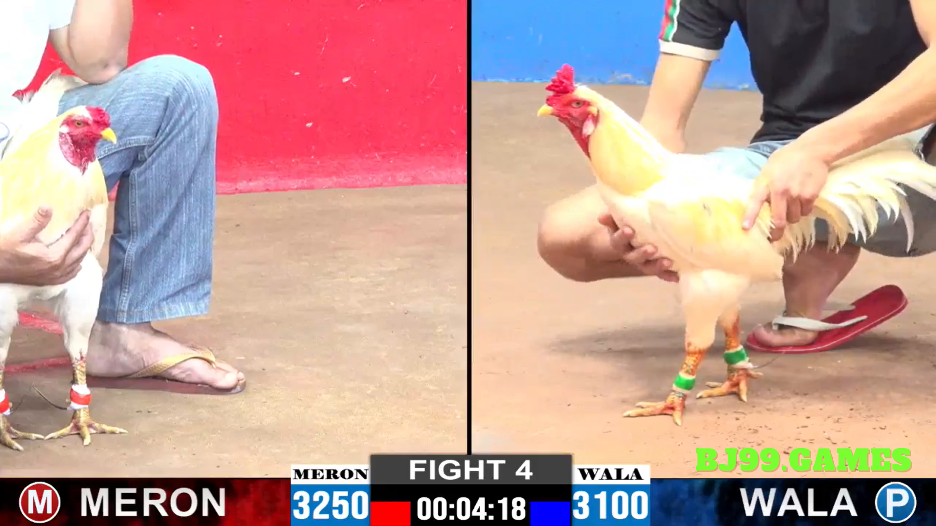 TIN TỨC ĐÁ GÀ THOMO BỒ GÀ TONHON MỚI NHẤT || BJ99