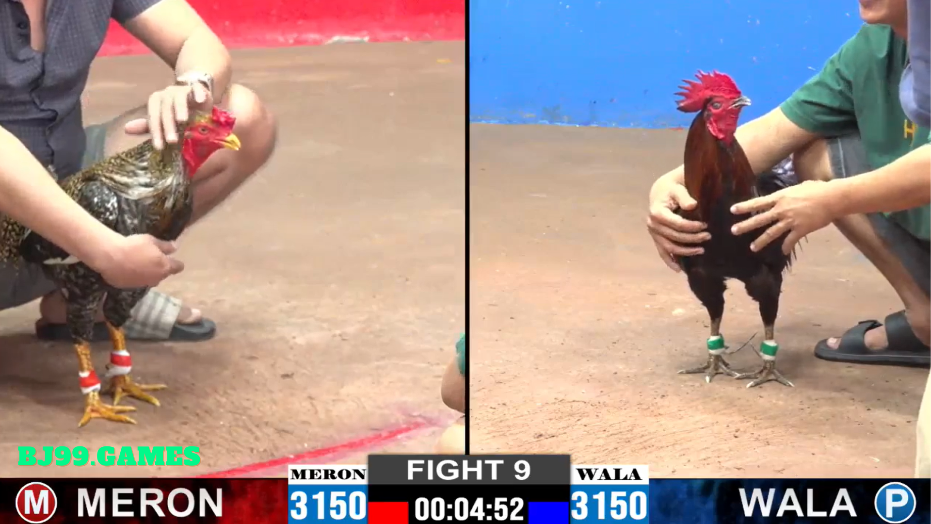 bj99 - đá gà thomo 