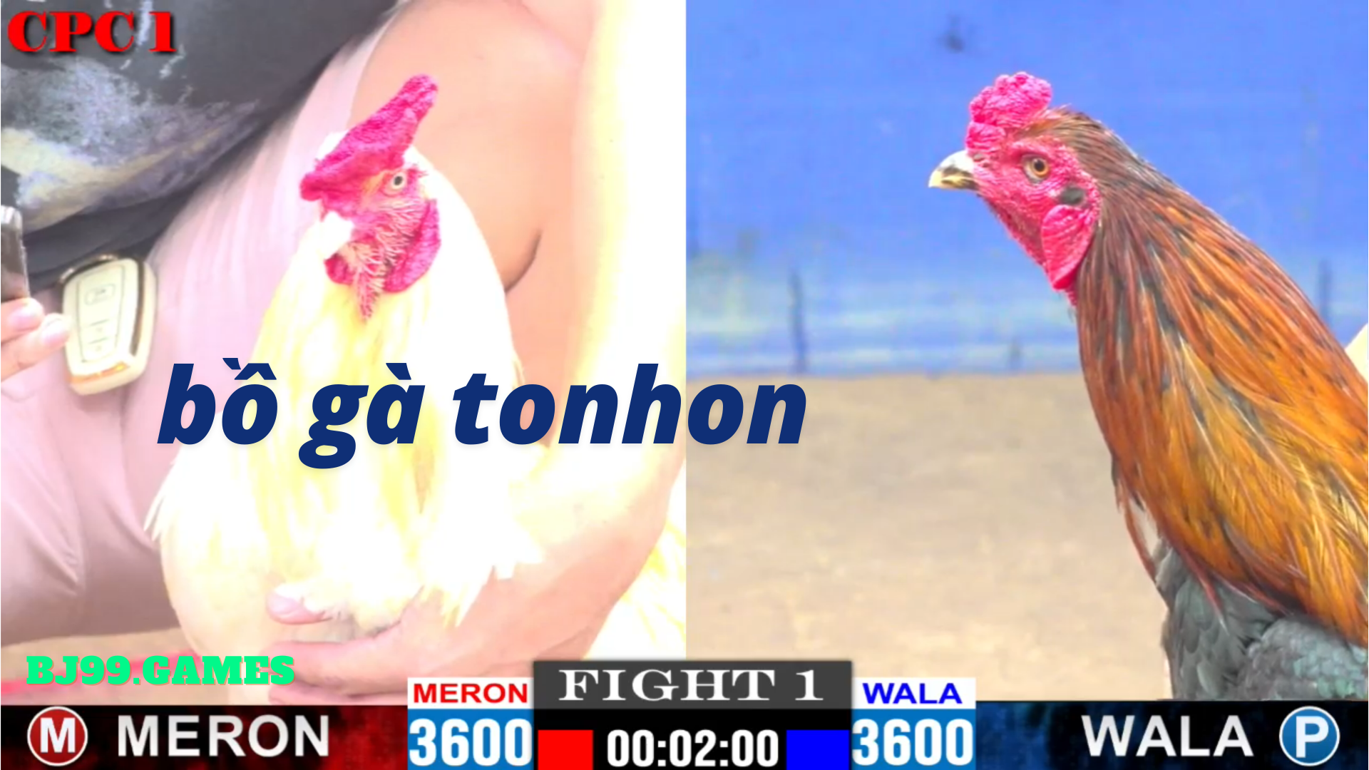 bj99 - đá gà bồ gà tonhon 